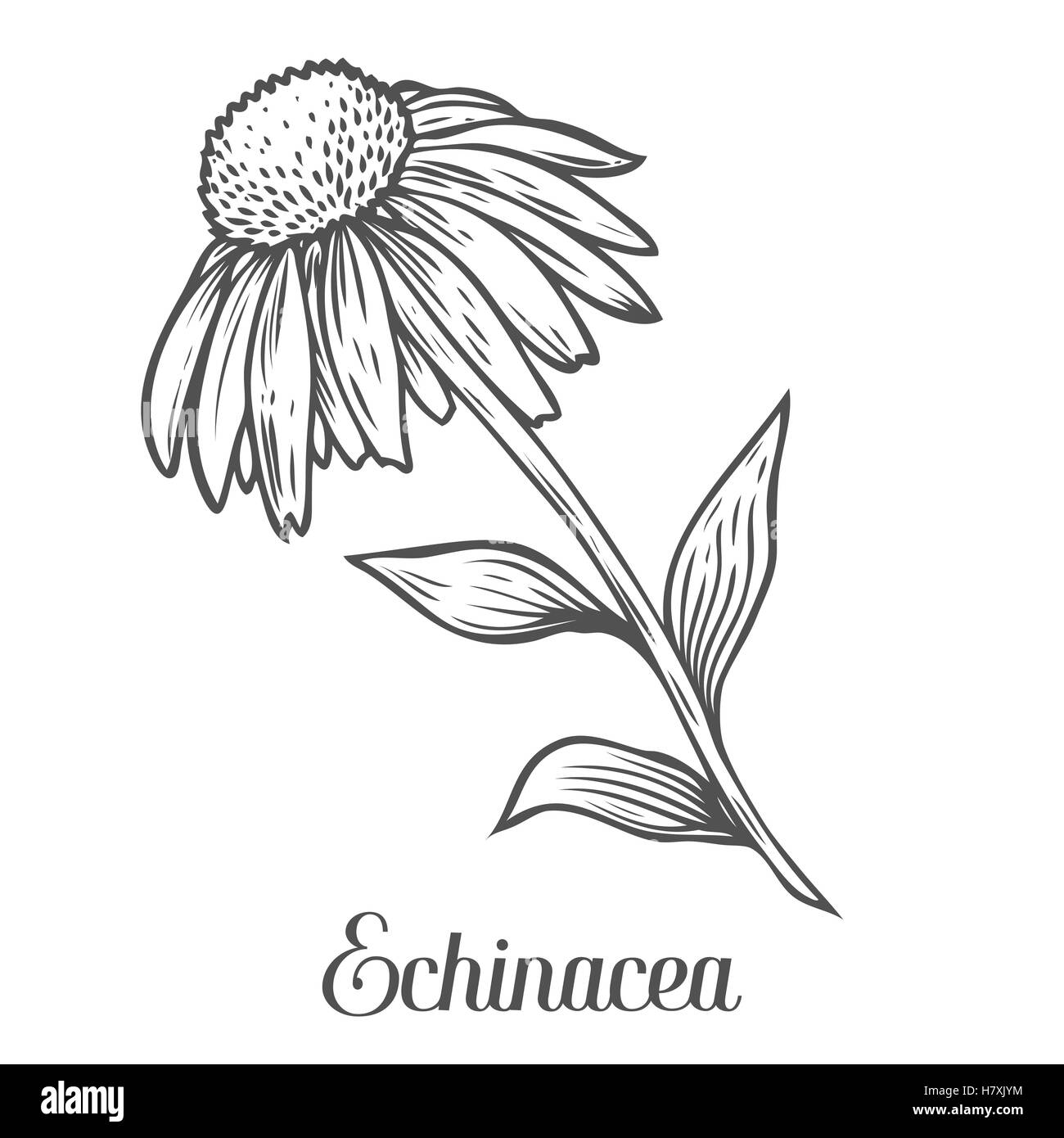 Echinacea Blume, Blatt, Pflanze. Schwarz auf weißem Hintergrund isoliert. Bio Natur medizinische ayurvedische Kräuter. Handgezeichnete graviert Stock Vektor