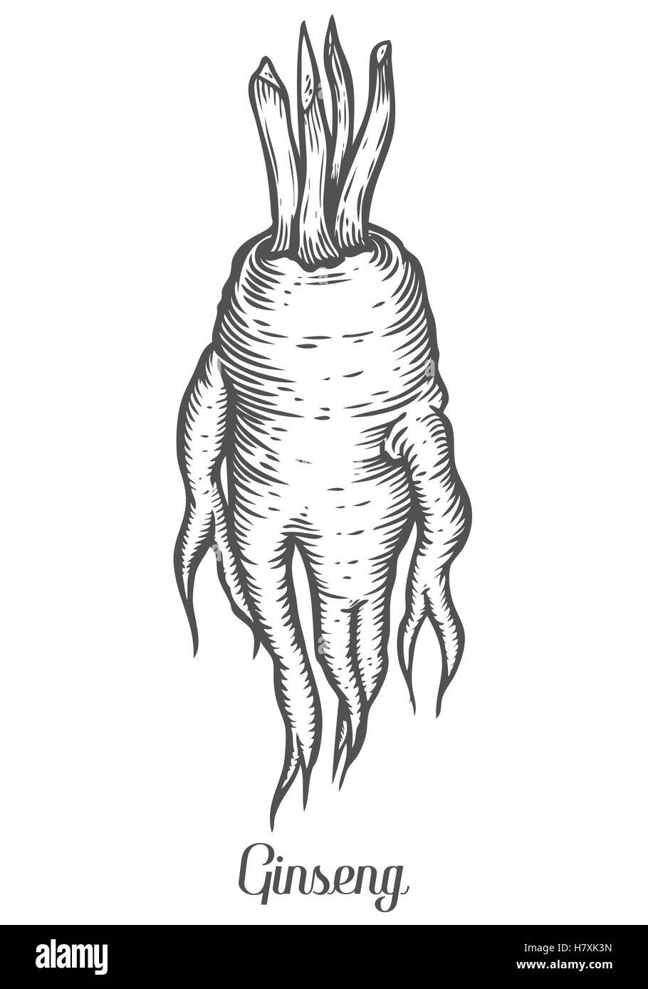 Ginseng-Wurzel, Blatt, Beere, Pflanze. Schwarz auf weißem Hintergrund isoliert. Bio Natur chinesische und koreanische Kraut. Gravieren von Hand gezeichnet Stock Vektor