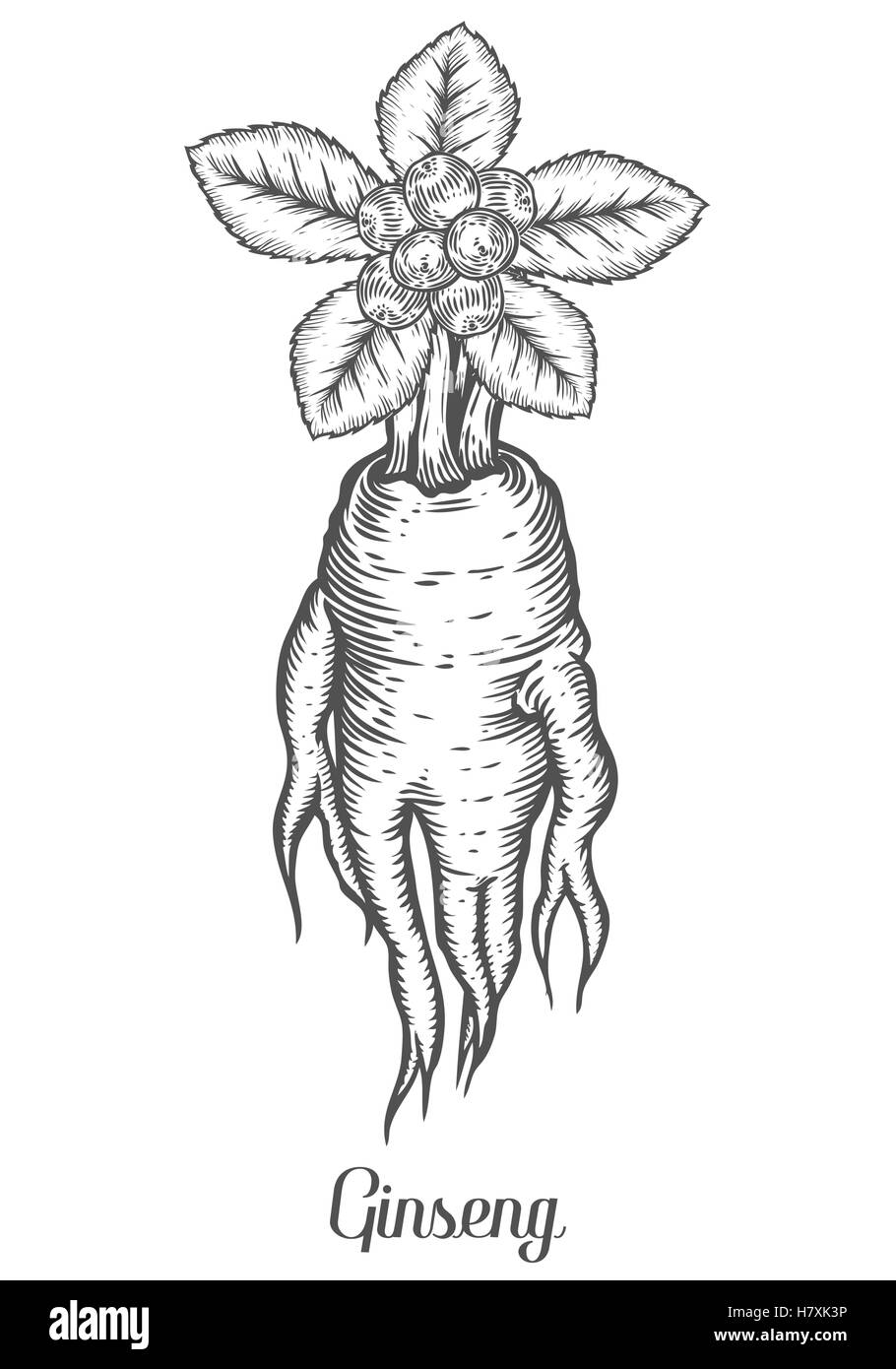 Ginseng-Wurzel, Blatt, Beere, Pflanze. Schwarz auf weißem Hintergrund isoliert. Bio Natur chinesische und koreanische Kraut. Gravieren von Hand gezeichnet Stock Vektor