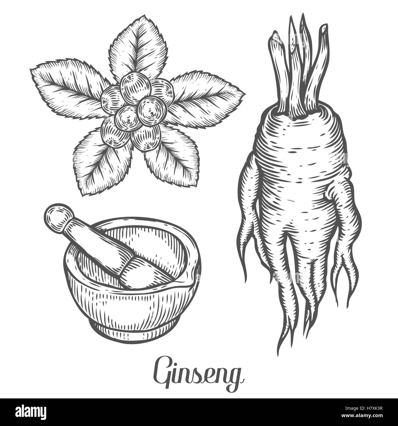 Ginseng-Wurzel, Blätter, Beeren, Pflanzen mit Mörser und Stößel. Schwarz auf weißem Hintergrund isoliert. Chinesische und koreanische h Bio Natur Stock Vektor