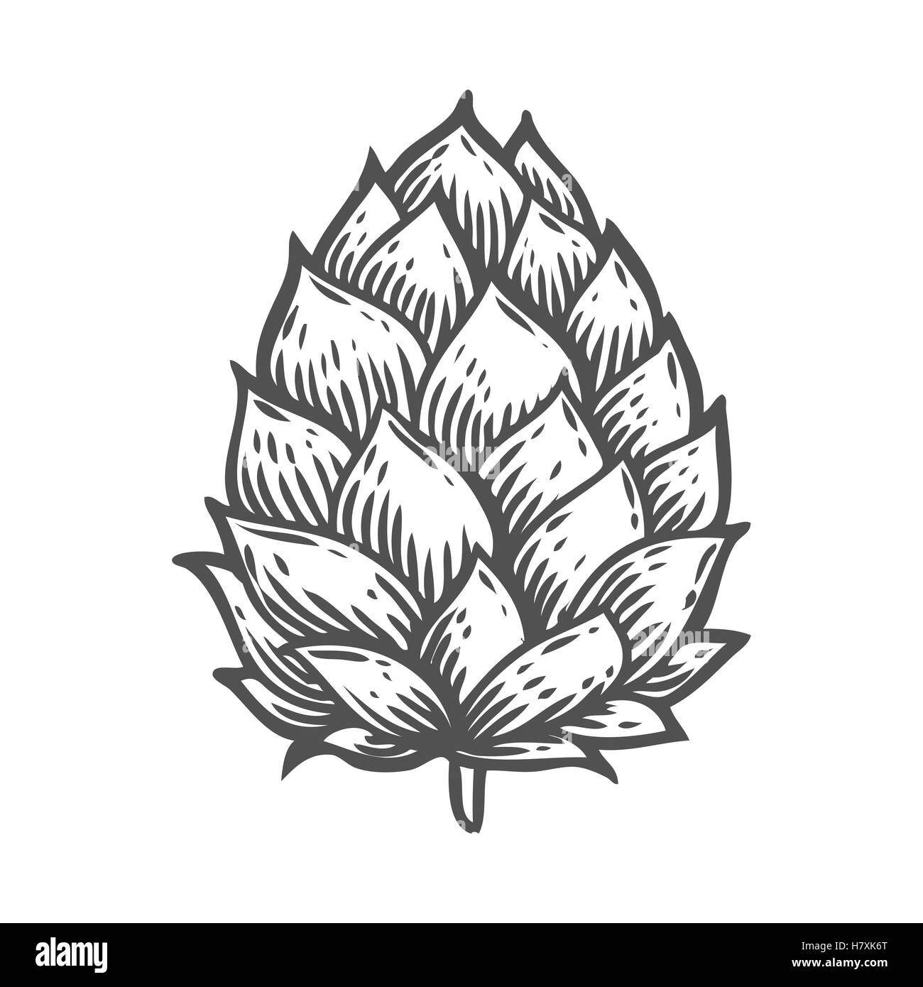 Hop Bio-Kräuter-Pflanze, die in der Brauerei Bier verwendet wird. Für Etiketten und Verpackungen. Vektor graviert Abbildung. Hand gezeichnet Stock Vektor