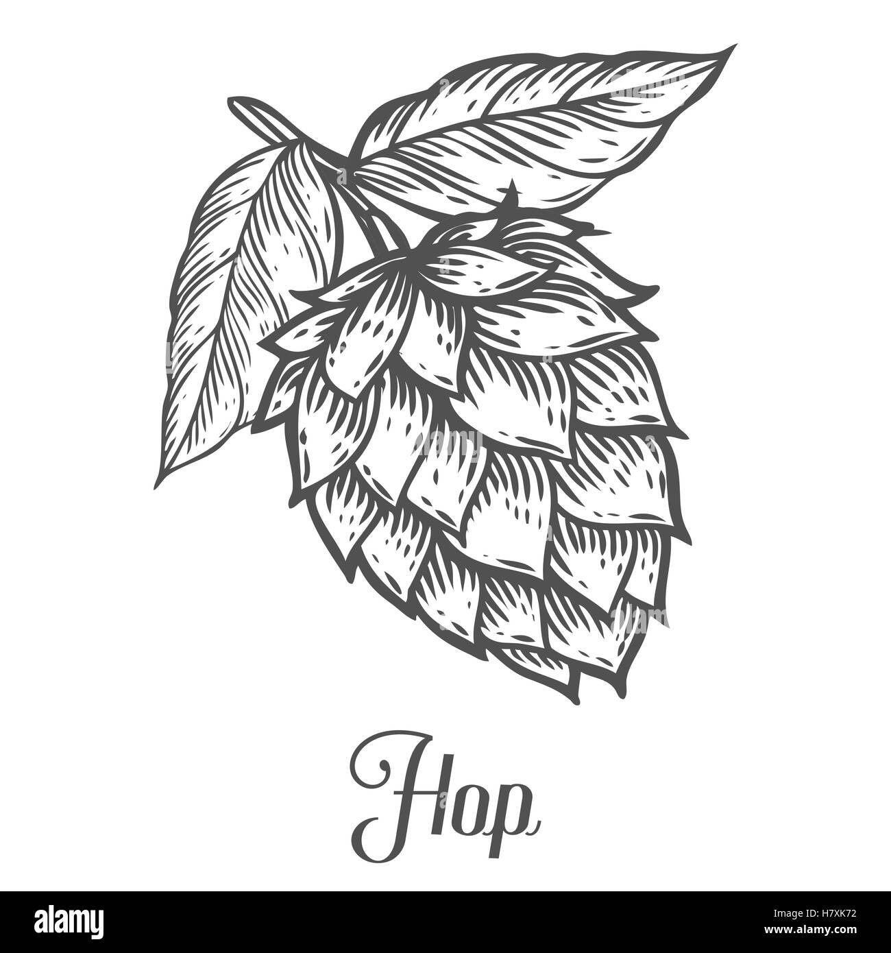 Hop Bio-Kräuter-Pflanze, die in der Brauerei Bier verwendet wird. Für Etiketten und Verpackungen. Vektor graviert Abbildung. Hand gezeichnet Stock Vektor