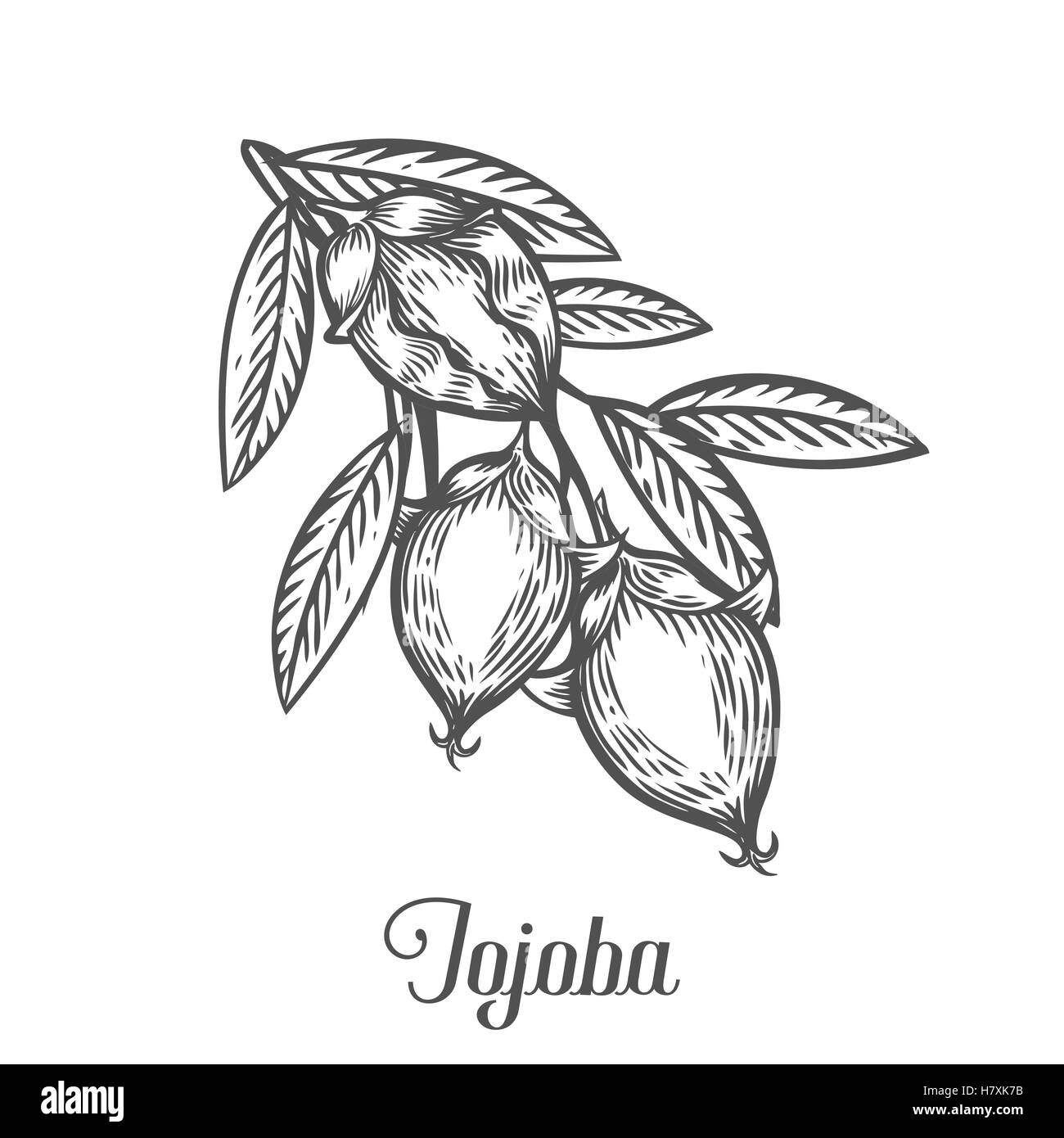 Jojoba-Nuss, Samen, Frucht, Zweig, Blatt, Frucht. Bio-Öl Ernährung gesunde Ernährung. Gravierte handgezeichneten Vintage retro Vektor jojob Stock Vektor