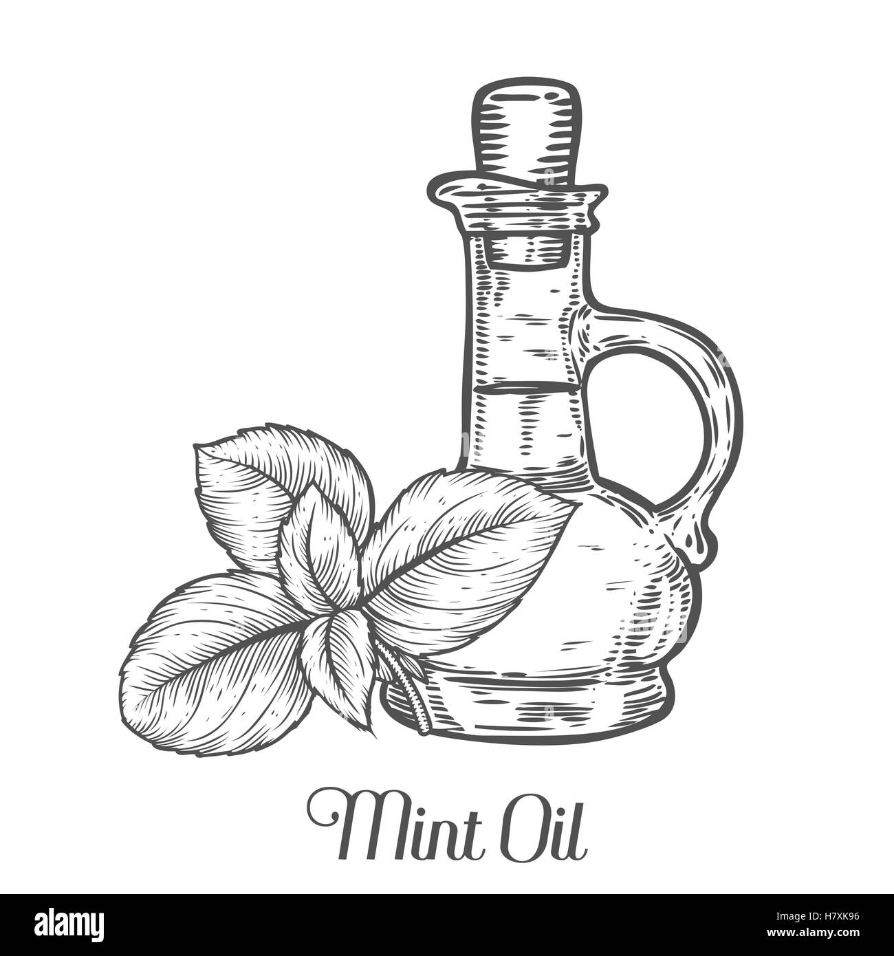 Minze Öl Flasche Samen Vektor. Isoliert auf weißem Hintergrund. Minze Essenz Aroma Zutat. Gravierte handgezeichnete Abbildung in re Stock Vektor