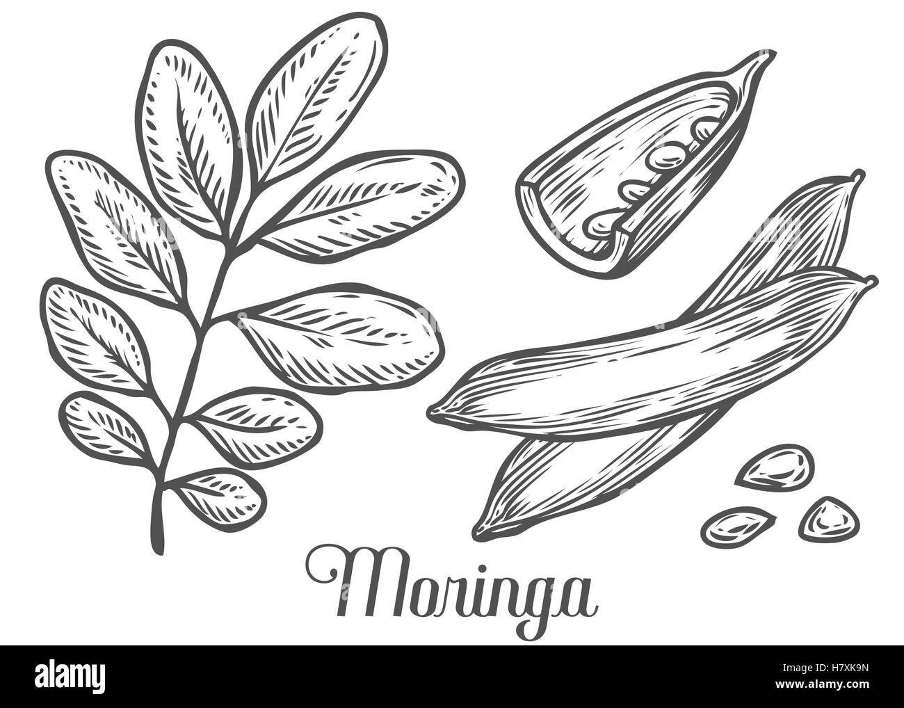 Moringa-Pflanze, Blatt und Samen. Moringa Vintage skizzieren gravierte handgezeichnete Vektor-Illustration. Weißen Hintergrund. Stock Vektor