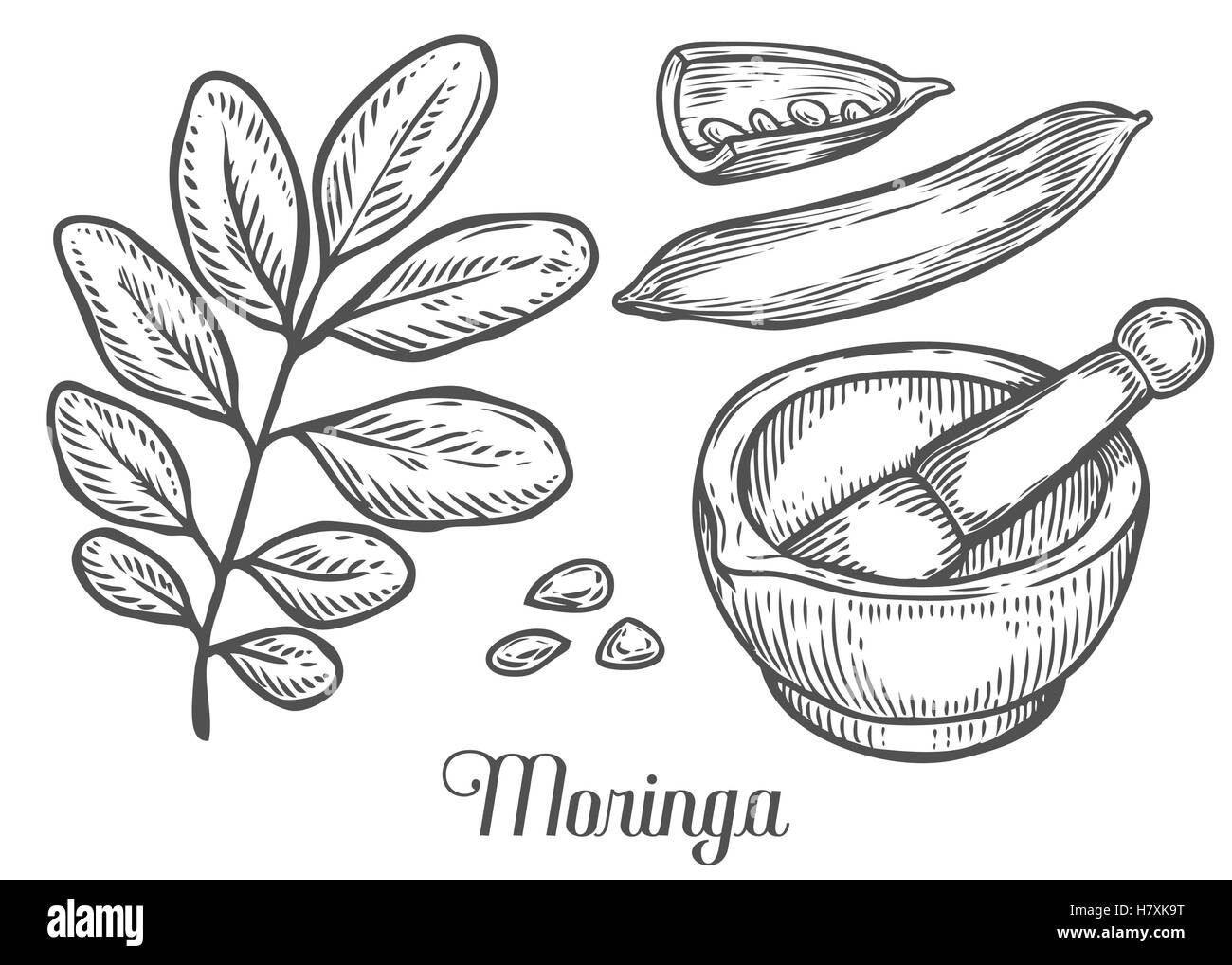 Moringa-Pflanze, Blatt, Samen mit Mörser und Stößel. Moringa Vintage skizzieren gravierte handgezeichnete Vektor-Illustration. Weiße staatlich Stock Vektor