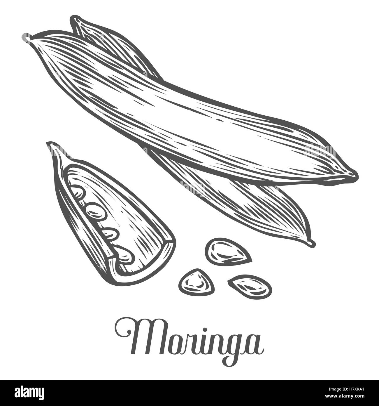 Moringa Pflanze, Samen. Moringa Vintage skizzieren gravierte handgezeichnete Vektor-Illustration. Weißen Hintergrund. Stock Vektor