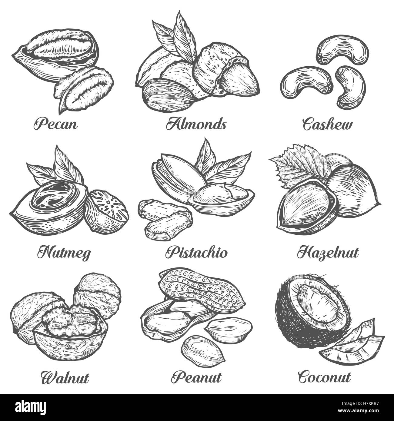 Haselnuss, Mandel, Walnuss, Erdnuss, Kokosnuss, Pekannuss, Pistazie, Cashew, Muskatnuss Vektor. Isoliert auf weißem Hintergrund. Nuss-Milch, Stock Vektor