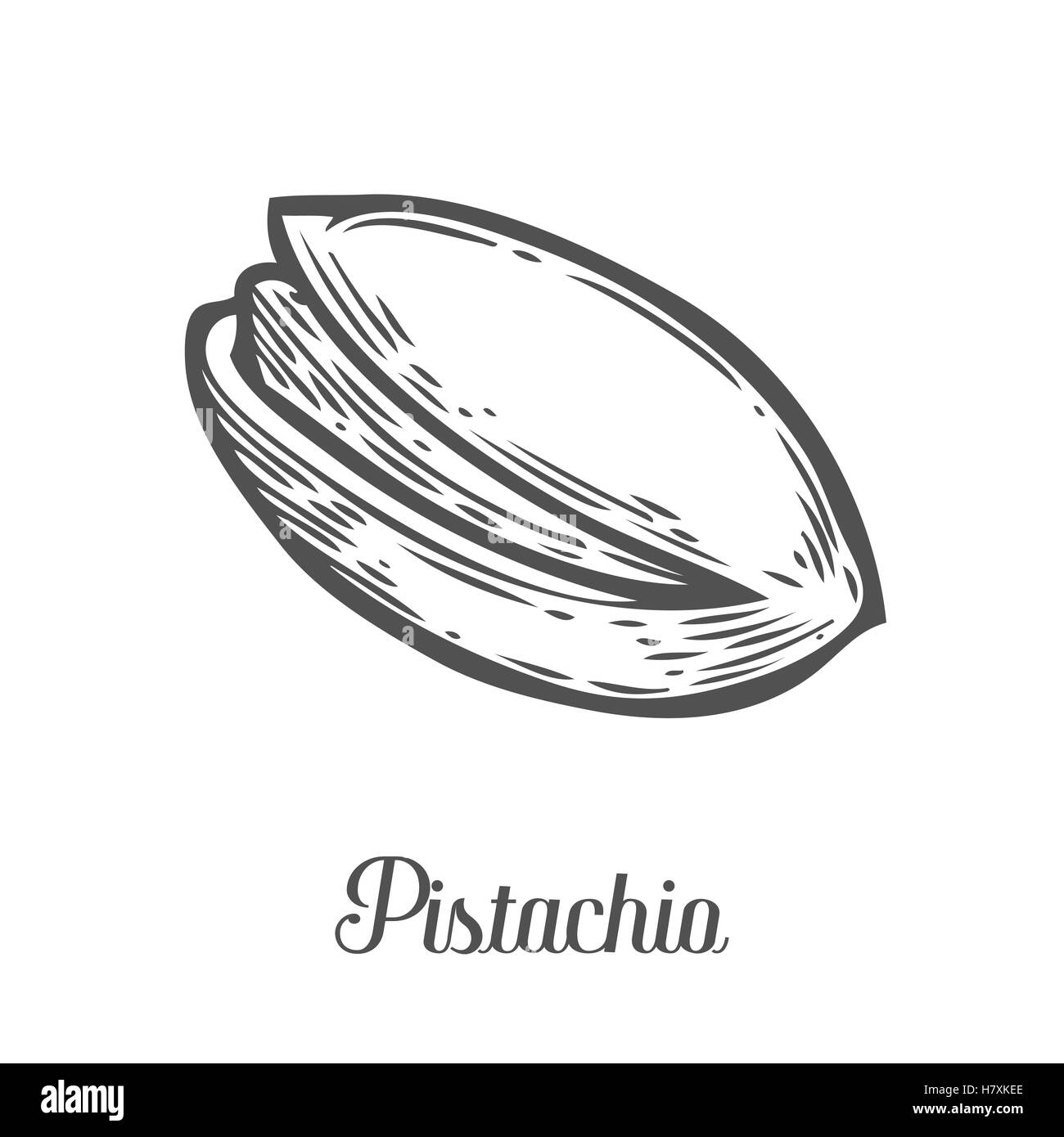 Pistazie Samen Vektor. Isoliert auf weißem Hintergrund. Pistazien Butter Lebensmittelzutat. Gravierte handgemalte Pecan illustratio Stock Vektor