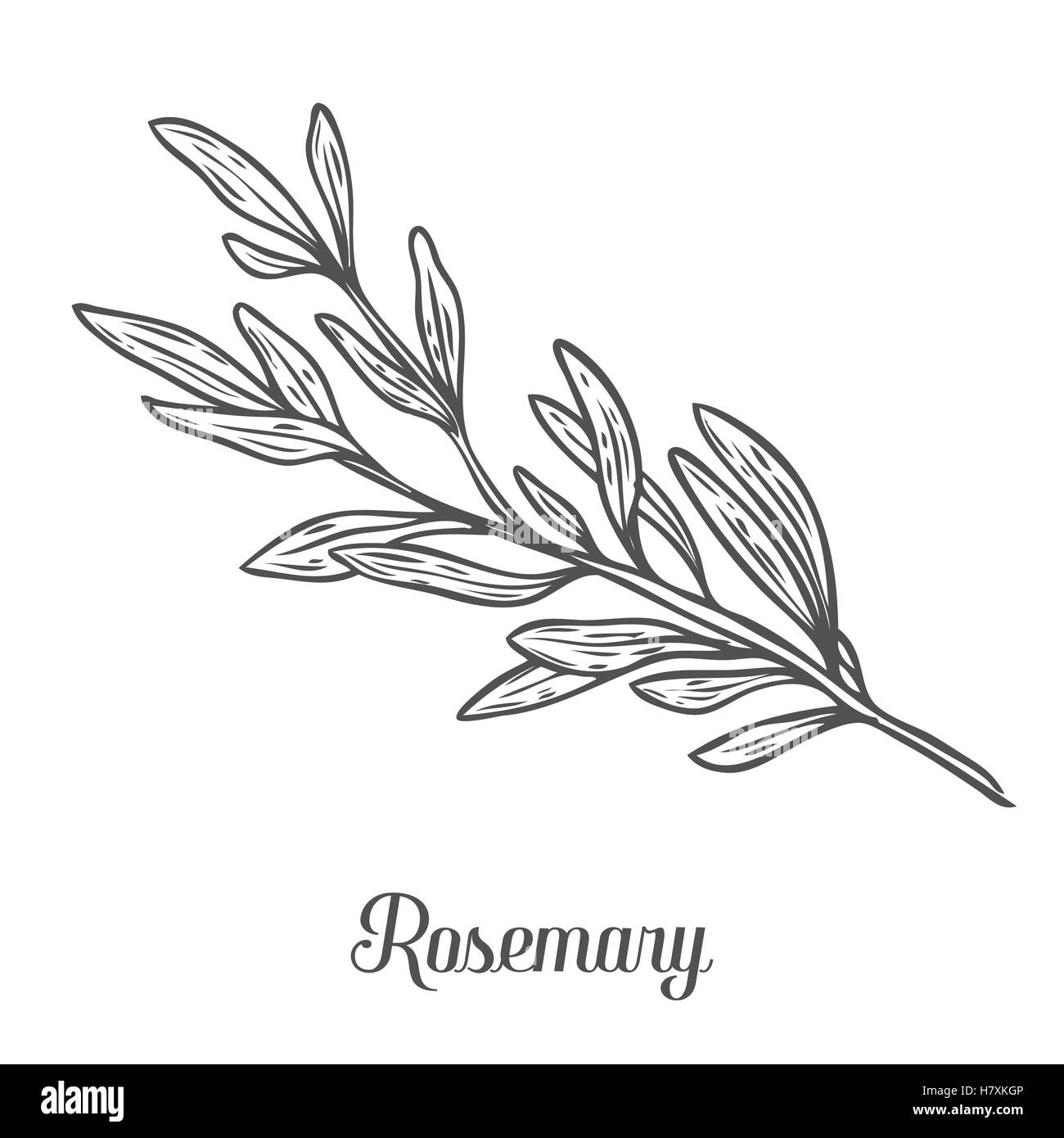 Rosemary handgezeichnete Skizze Vektor Vektorgrafik. Küchenkraut Gewürz zum Kochen, Medizin, Garten-Design. Bio rosem Stock Vektor