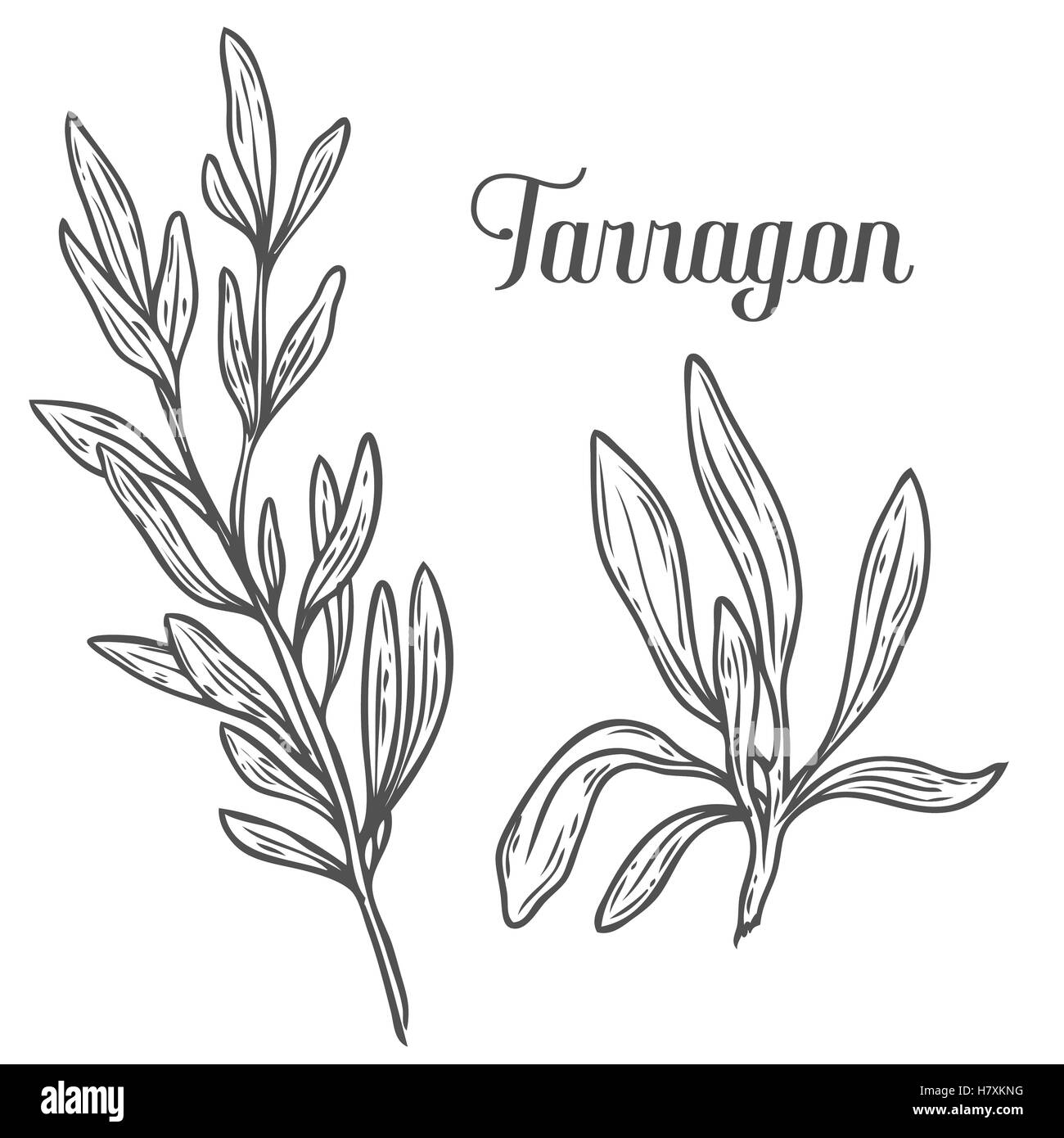 Französischer Estragon Artemisia Dracunculus Sativa handgezeichnete Skizze Vektorgrafik. Küchenkraut für Kochen, Medizin, gardeni Stock Vektor
