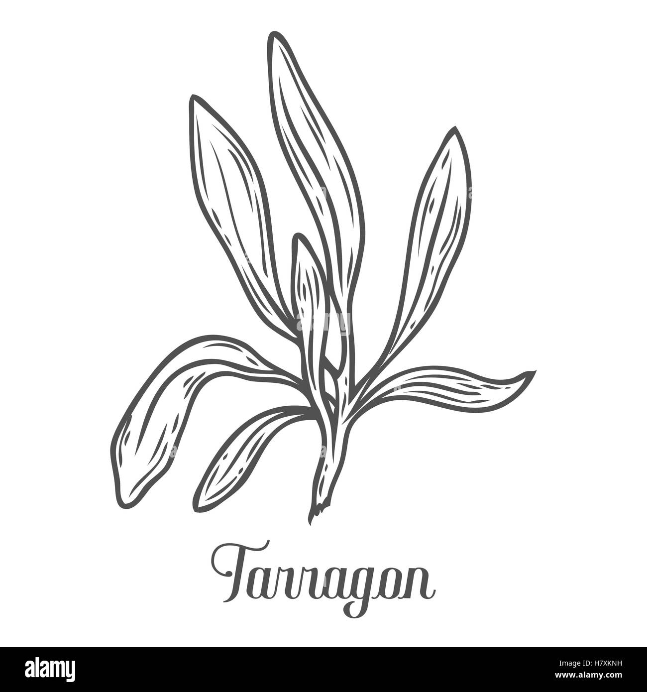 Französischer Estragon Artemisia Dracunculus Sativa handgezeichnete Skizze Vektorgrafik. Küchenkraut für Kochen, Medizin, gardeni Stock Vektor