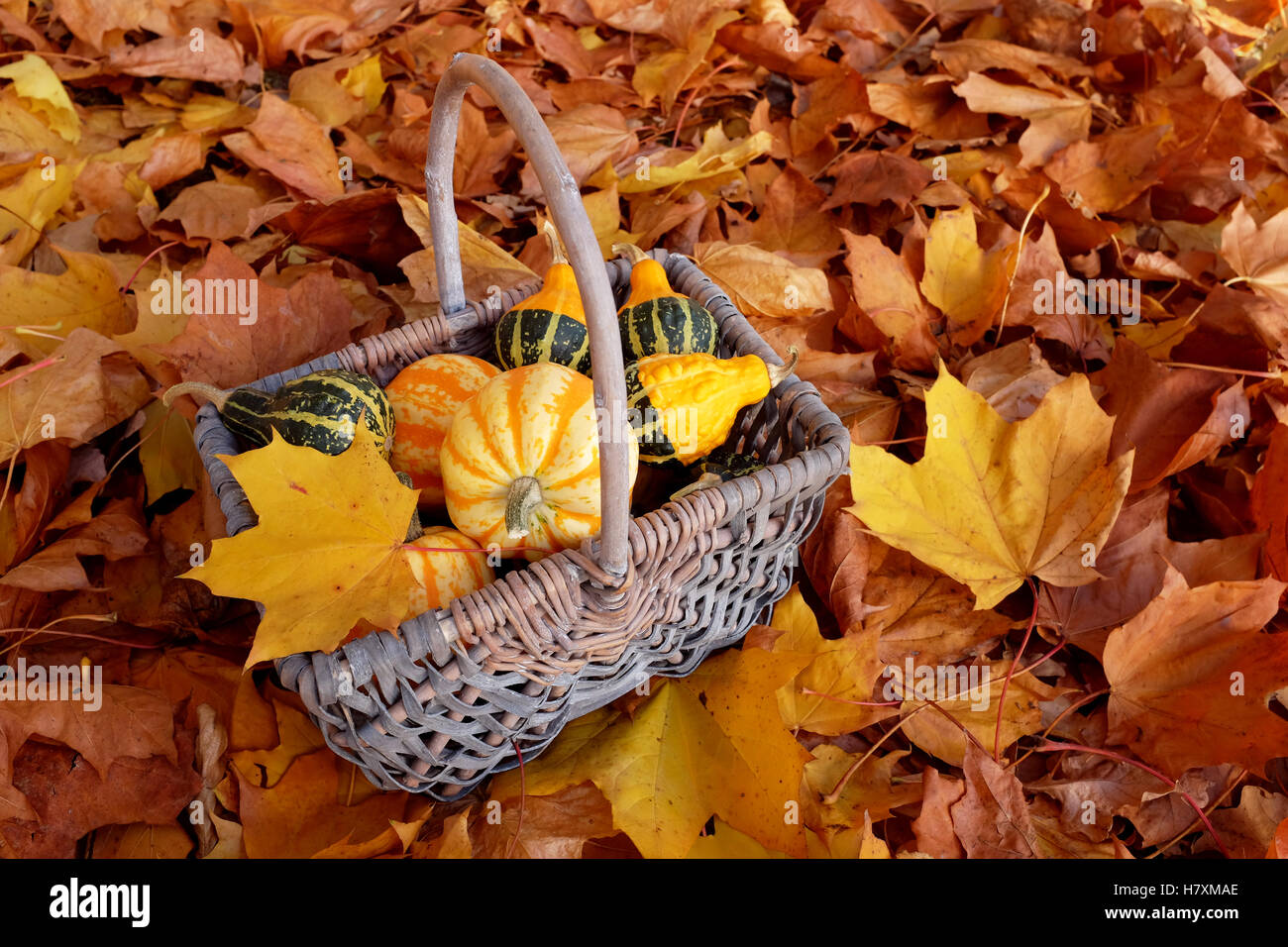Herbst Korb mit ornamentalen Kürbisse mit gelben Blatt auf einem Bett des herbstlichen Laubes Stockfoto
