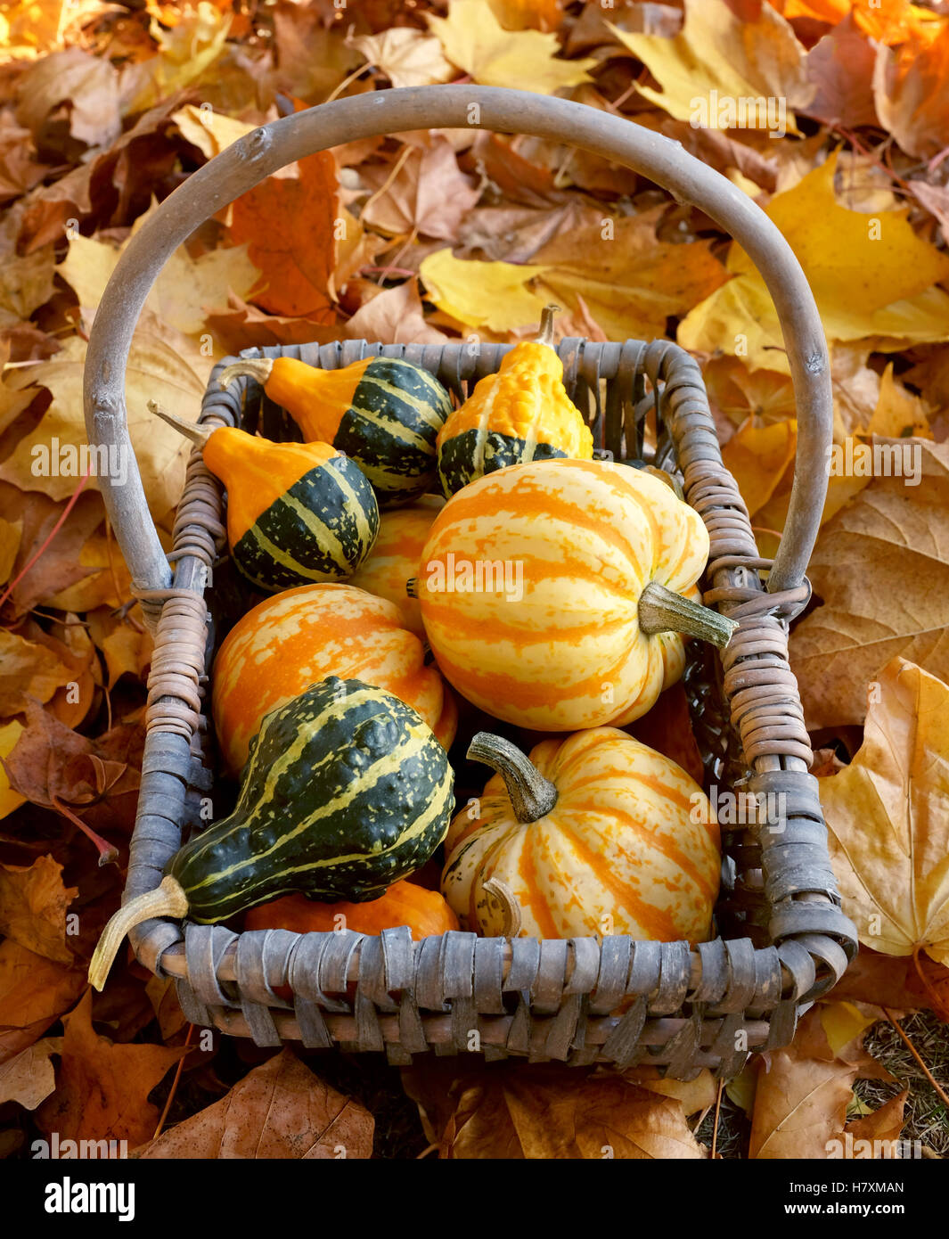 Rustikaler Korb mit gelben und grünen Zier Kürbisse auf goldene Ahorn Blätter im Herbst Stockfoto