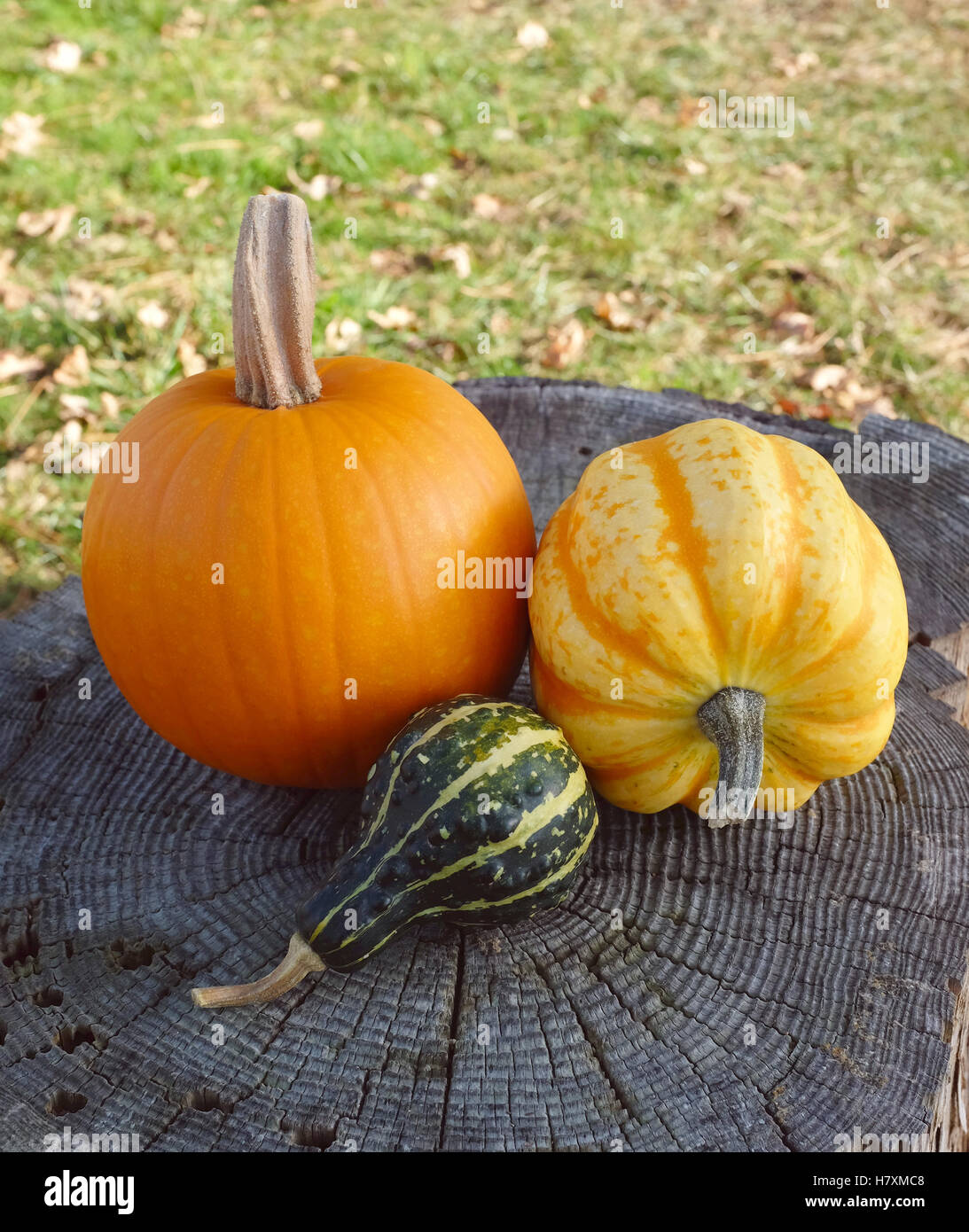 Orange Kürbis Blätter gelb Festival Squash und grün dekorative Kürbis auf einem Baumstumpf, Gräser und Herbst über Stockfoto