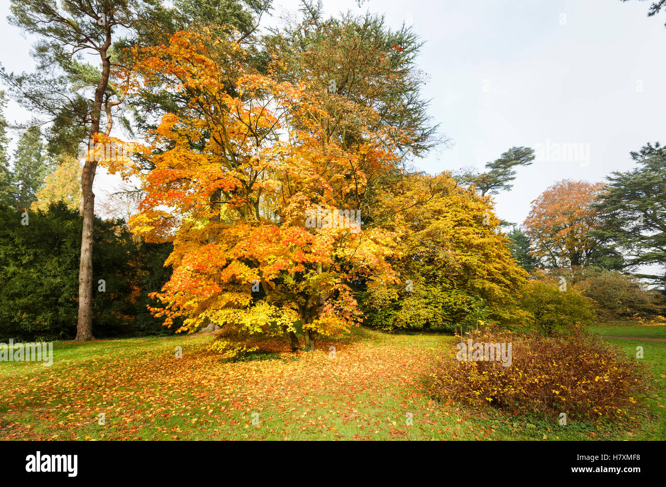 Japanischer Ahorn, Acer Palmatum x Japonicum, Westonbirt Arboretum in der Nähe von Tetbury, Gloucestershire, Südwest-England im Herbst Stockfoto