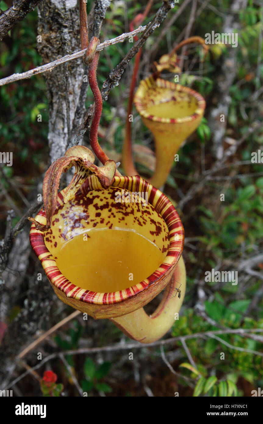Kannenpflanze (Nepenthes Eymae) obere Kannen mit flüssigen, Gunung