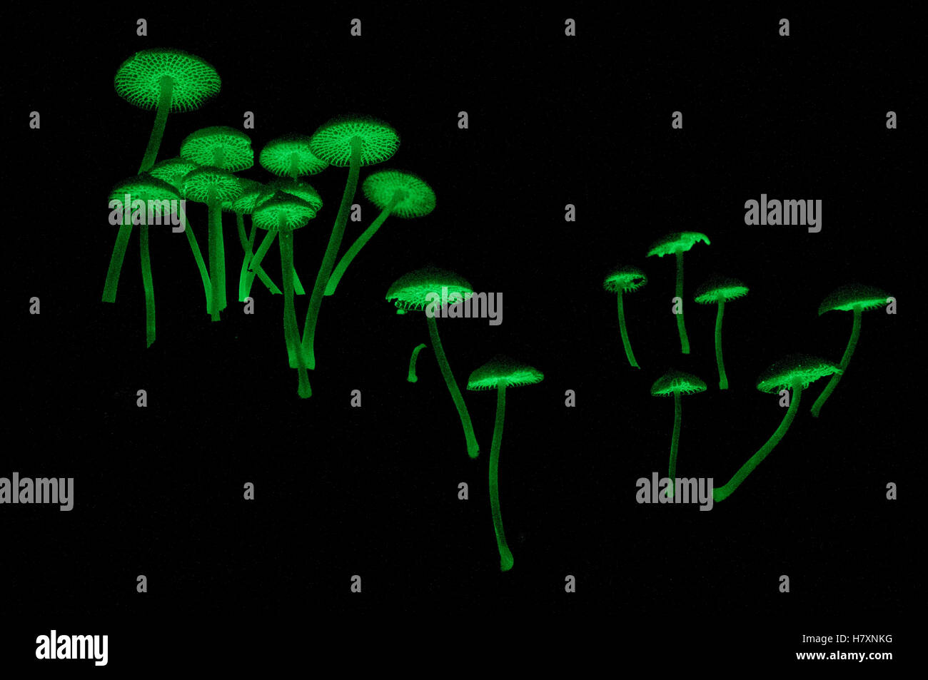Pilz (Filoboletus sp) Gruppe mit Biolumineszenz, die dazu dient, nachtaktive Insekten anzulocken, die Hilfe bei Spore Gill Stockfoto