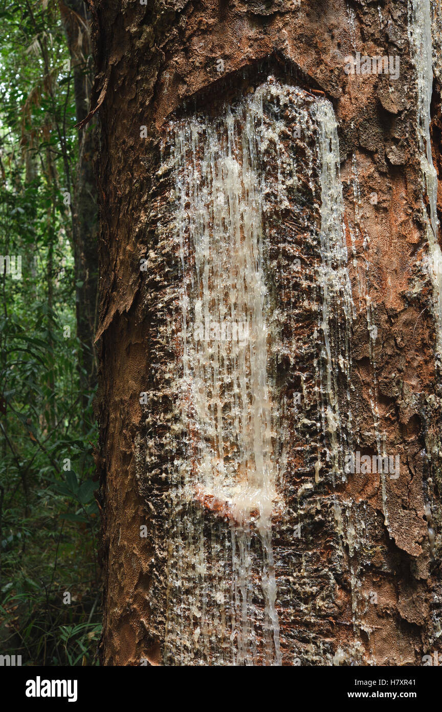 Almáciga (Agathis Philippinensis) Harz aus einem Schnitt in den