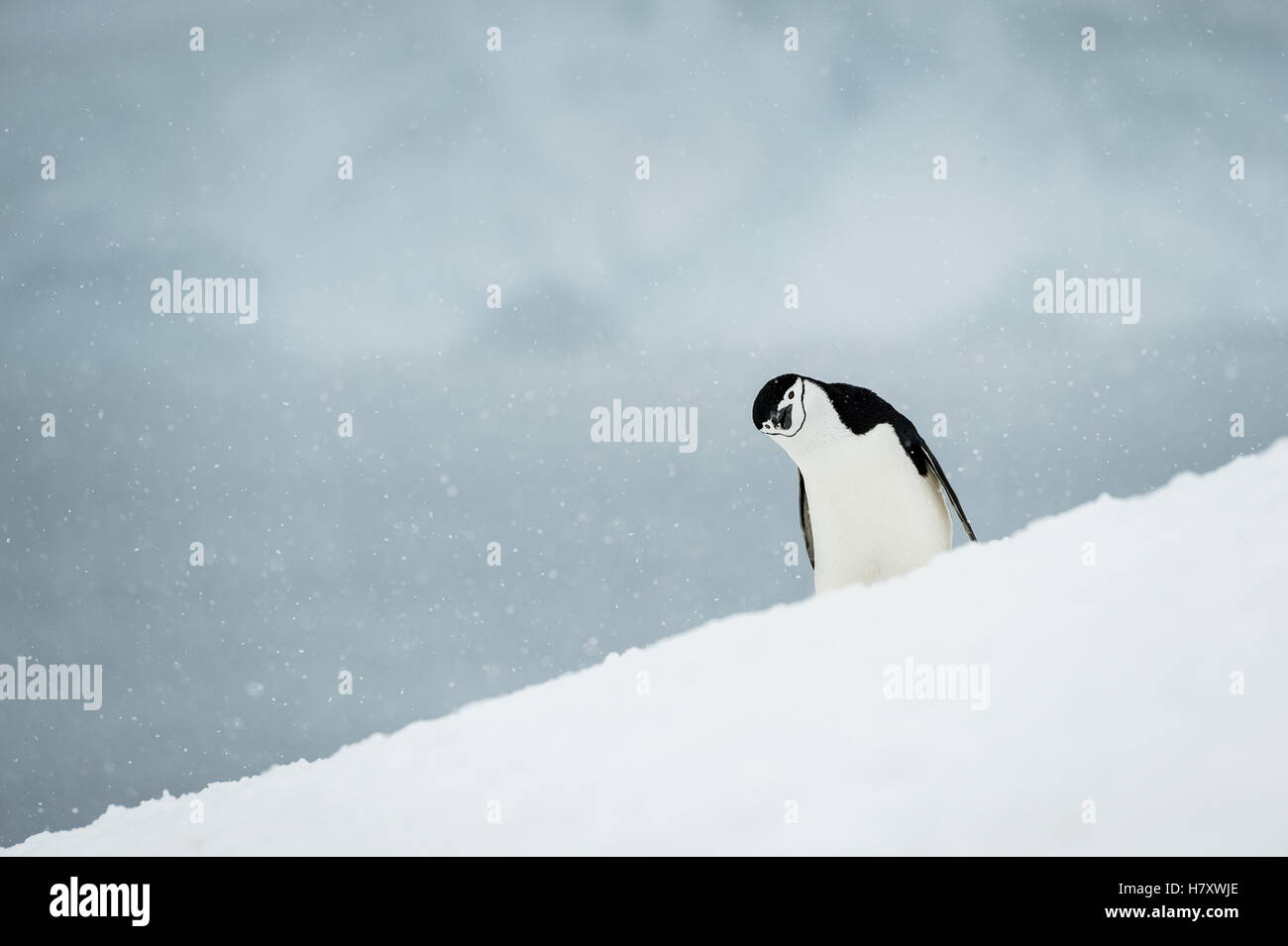 Kinnriemen Pinguin (Pygoscelis Antarctica) mit seinem Kopf neigte sich zur Seite; Half Moon Island, Süd-Shetland-Inseln, Antarktis Stockfoto
