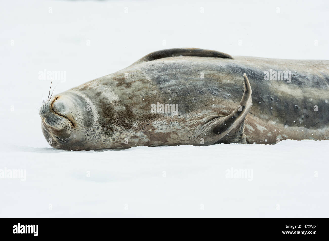 Weddell seal (Leptonychotes Weddellii); Half Moon Island, Süd-Shetland-Inseln, Antarktis Stockfoto