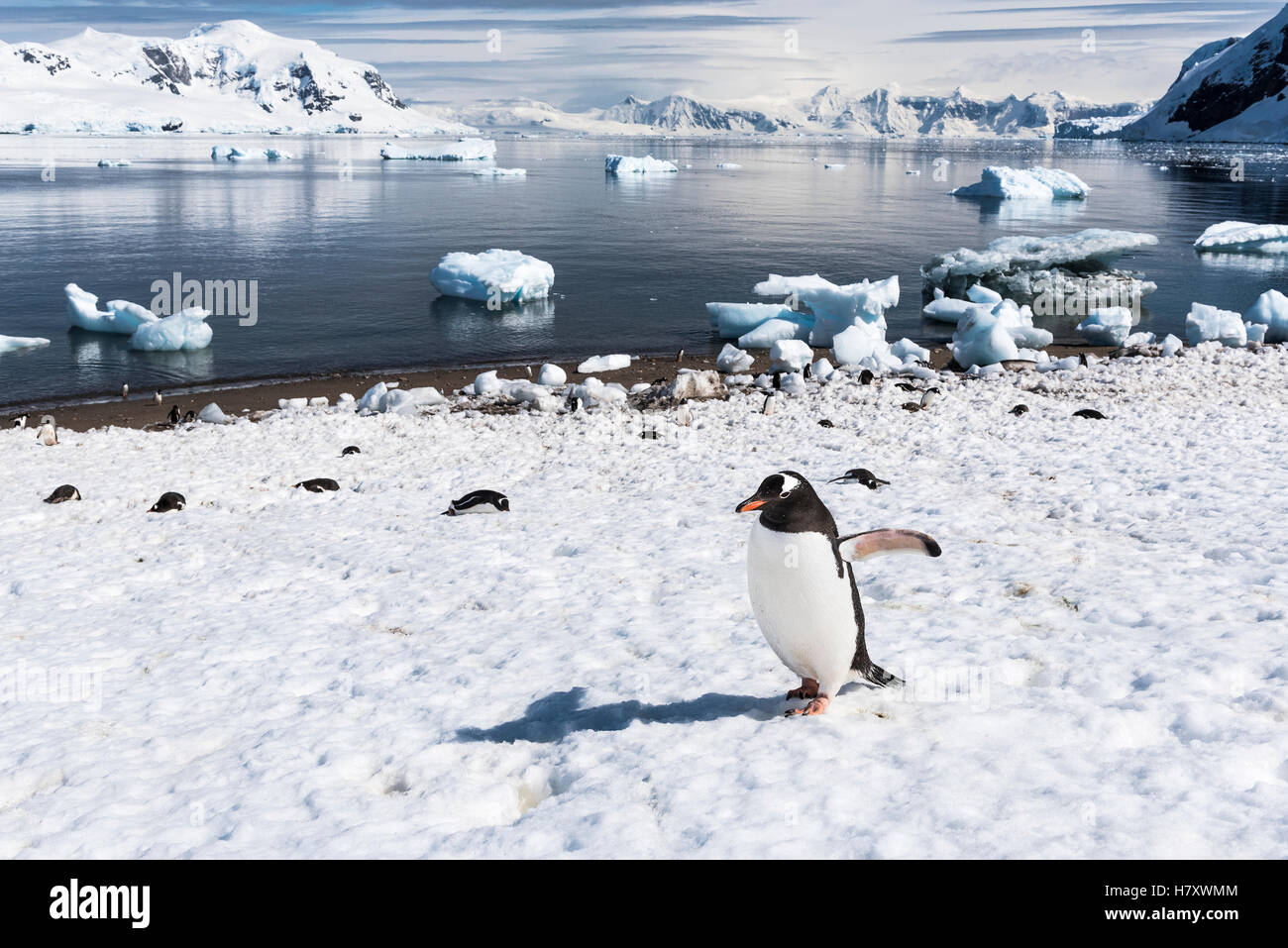 Gentoo Penguin (Pygoscelis Papua) zu Fuß auf dem gefrorenen Ufer, Neko Harbour; Antarktis Stockfoto