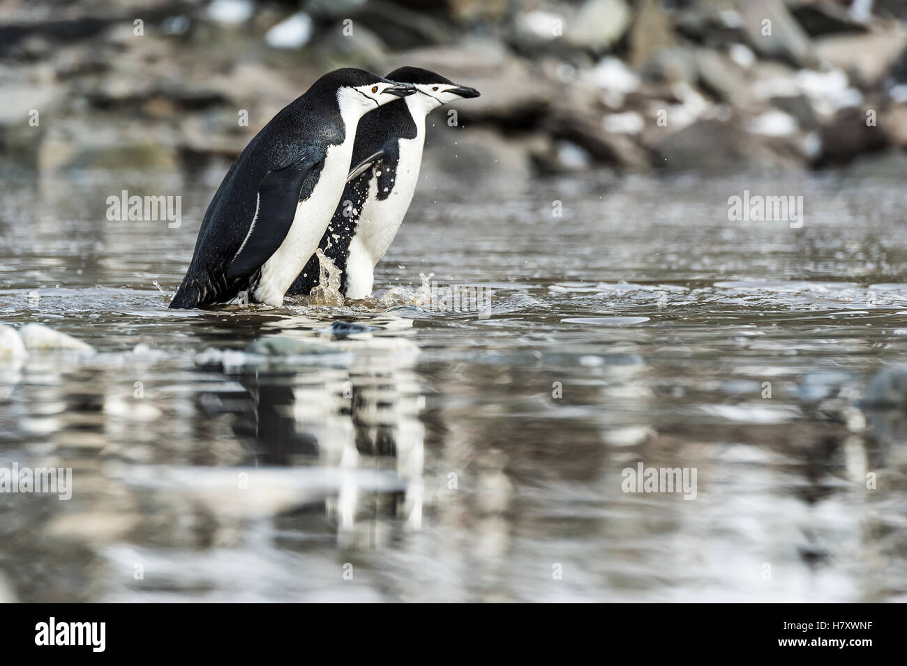 Pinguine Zügelpinguinen (Pygoscelis Antarctica); Elephant Island, Süd-Shetland-Inseln, Antarktis Stockfoto