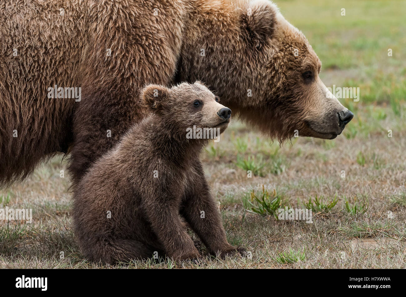 Braunbär (Ursus Arctos) Sau mit ihr junges Stockfoto