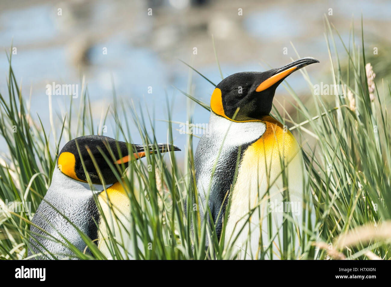 Königspinguine (Aptenodytes Patagonicus) stehen in der hohe Gräser Stockfoto