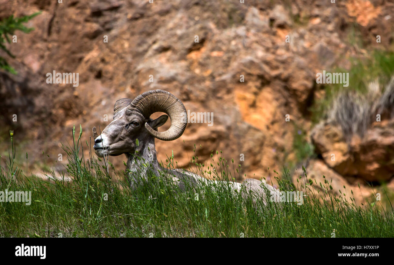 Dickhornschaf (Ovis Canadensis), Kootenay National Park; British Columbia, Kanada Stockfoto