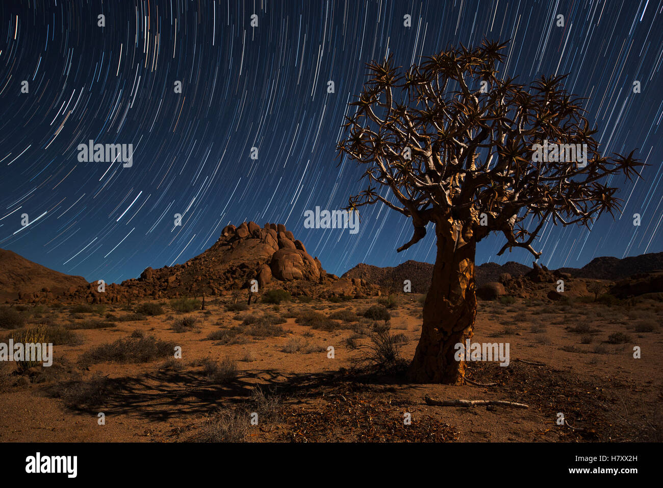 Sternspuren über ein Köcherbaum (Kokerboom oder Aloe Dichotoma) im Richtersveld Nationalpark; Südafrika Stockfoto