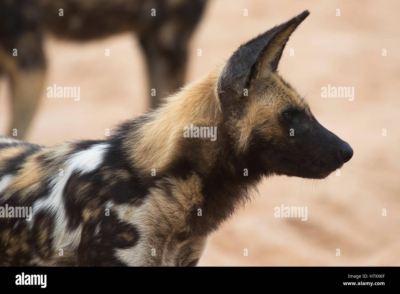 Cape Jagdhund (LYKAON Pictus), Sabi Sand Game Reserve; Südafrika Stockfoto