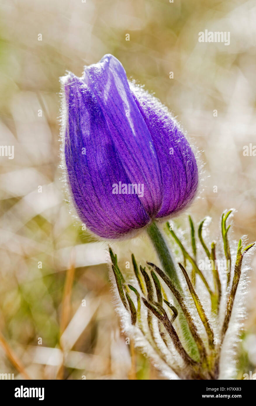Nahaufnahme einer Krokus Blume; Calgary, Alberta, Kanada Stockfoto