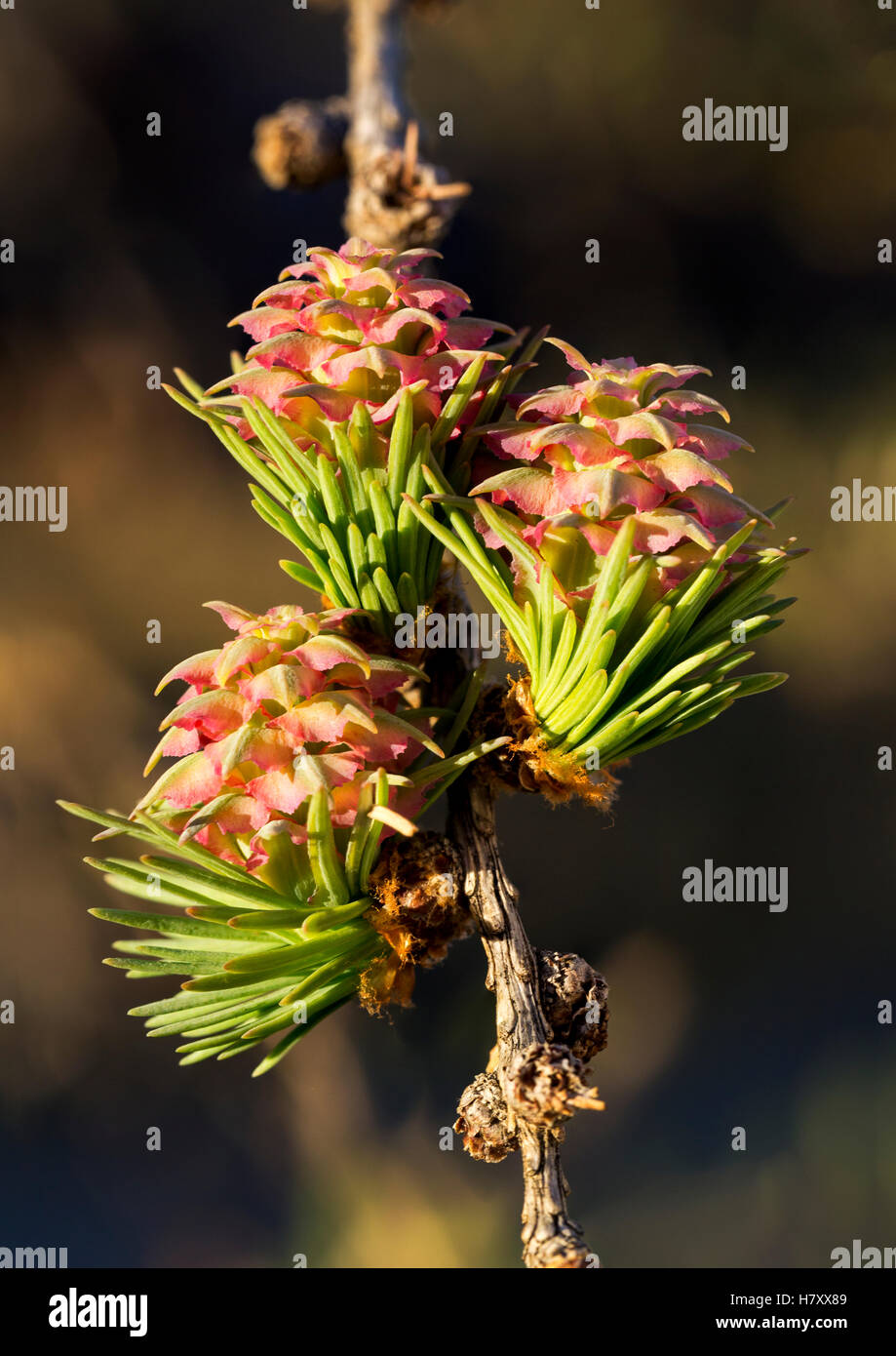 Nahaufnahme von bunten Samen Kegel eines Baumes Lärche; Calgary, Alberta, Kanada Stockfoto