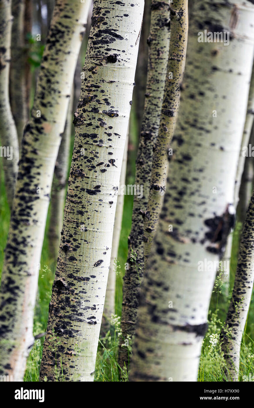Nahaufnahme von aspen Baumstämme in einer Wiese; Calgary, Alberta, Kanada Stockfoto
