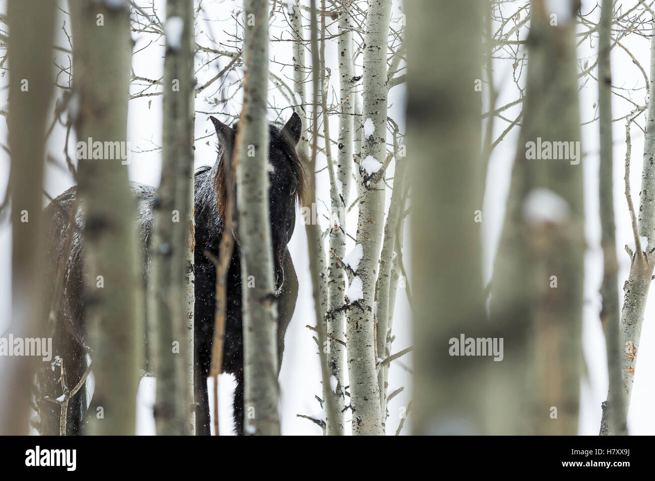 Wildpferd, versteckt in den Bäumen; Turner Valley, Alberta, Kanada Stockfoto