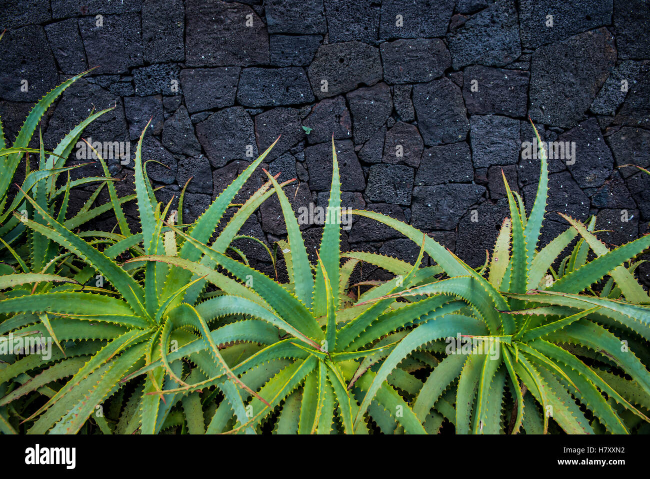 Aloe vor einer Felswand Basalt; Lagoa, Sao Miguel, Azoren, Portugal Stockfoto