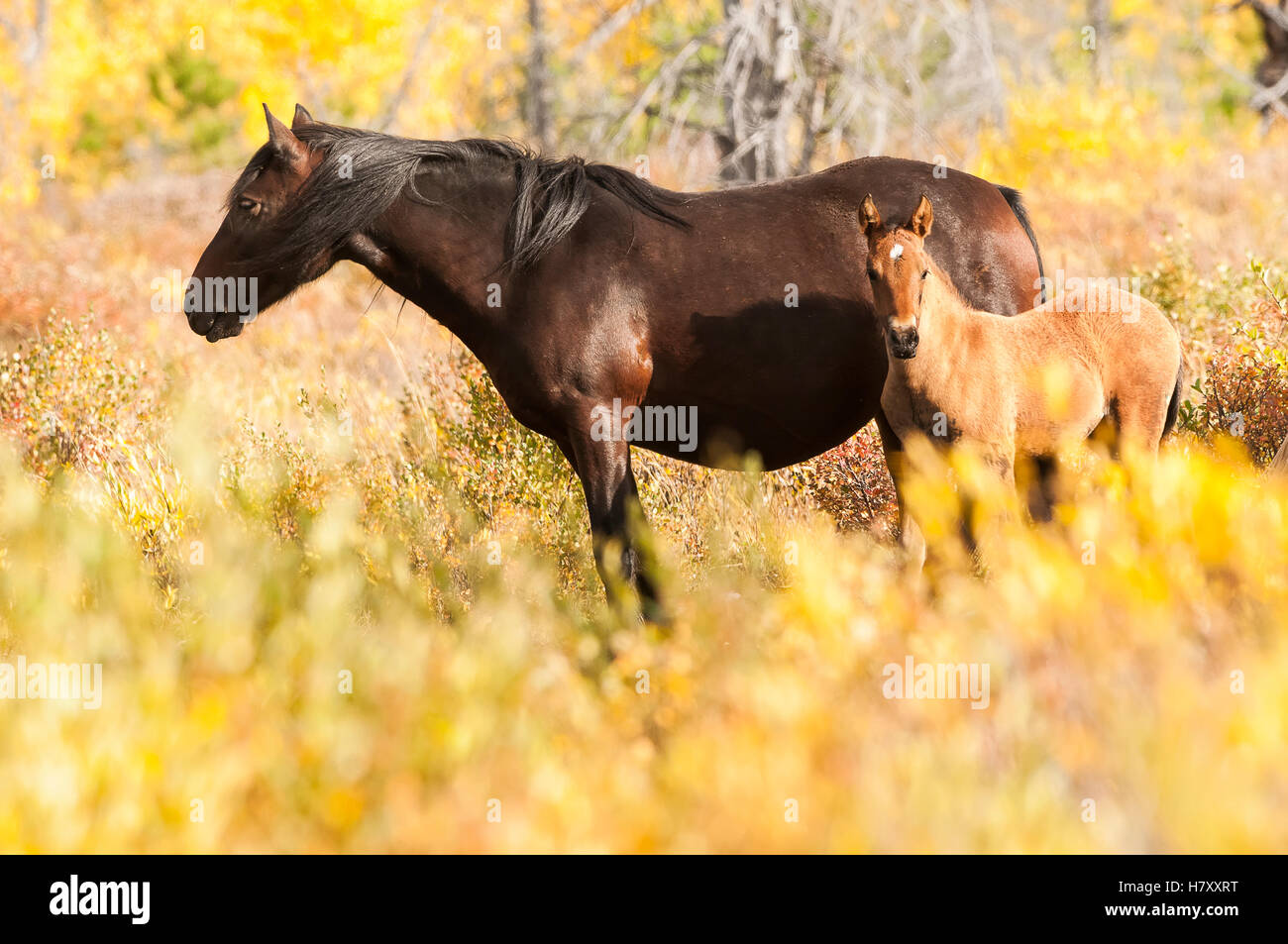 Wilde Stute und Fohlen; Sundre, Alberta, Kanada Stockfoto