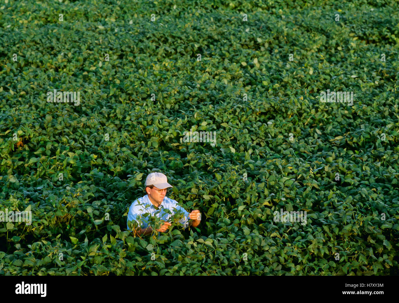 Landwirtschaft - ein Bauer inspiziert seine Nachsaison Roundup Ready Soja-Ernte für Pod-Set / Arkansas, USA. Stockfoto