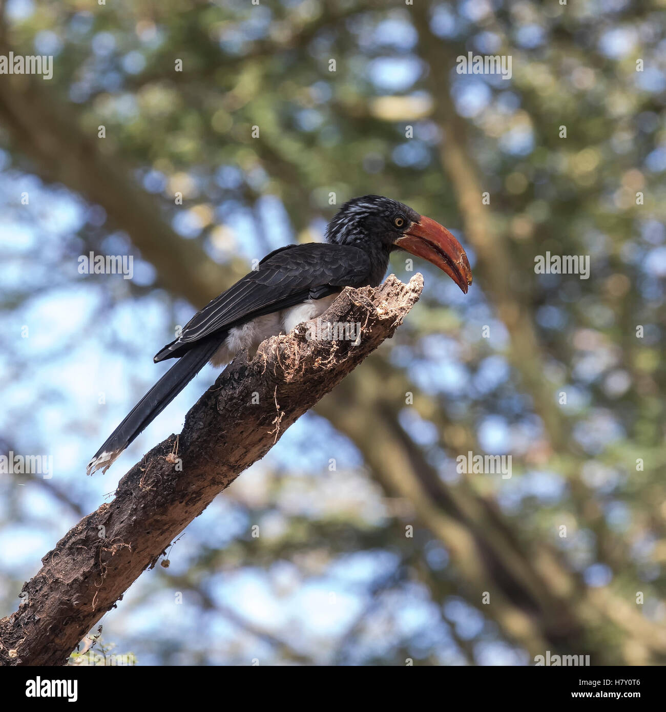 Gekröntes Hornbill in einem Baum in Lake Manyara National Park, Tansania Stockfoto