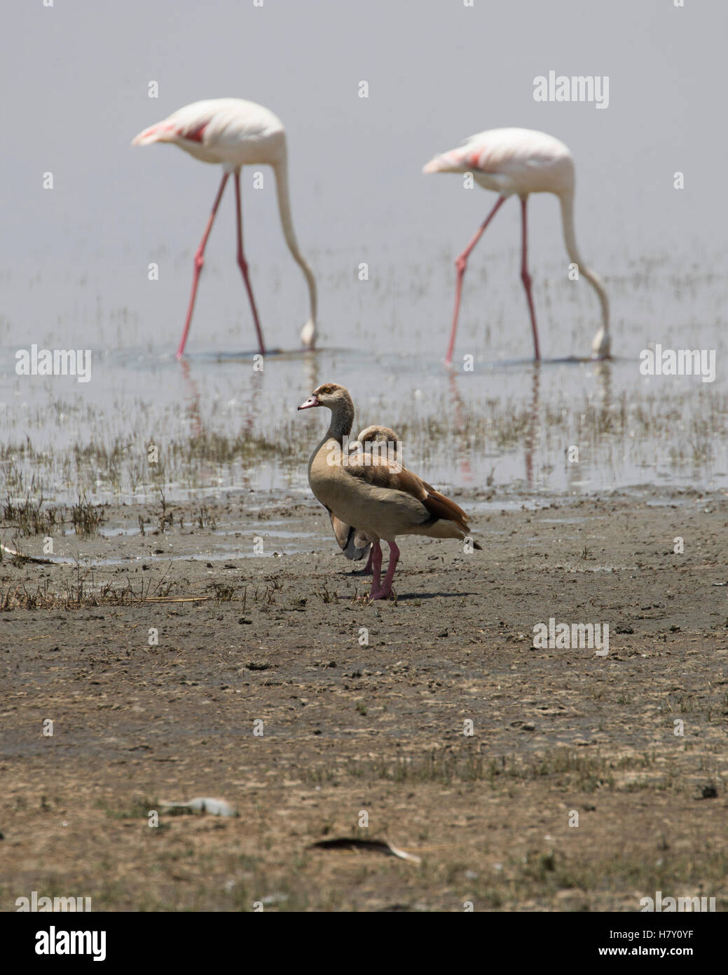 Größere Flamingo und ägyptischen Gänse am Lake Manyara, Tansania Stockfoto