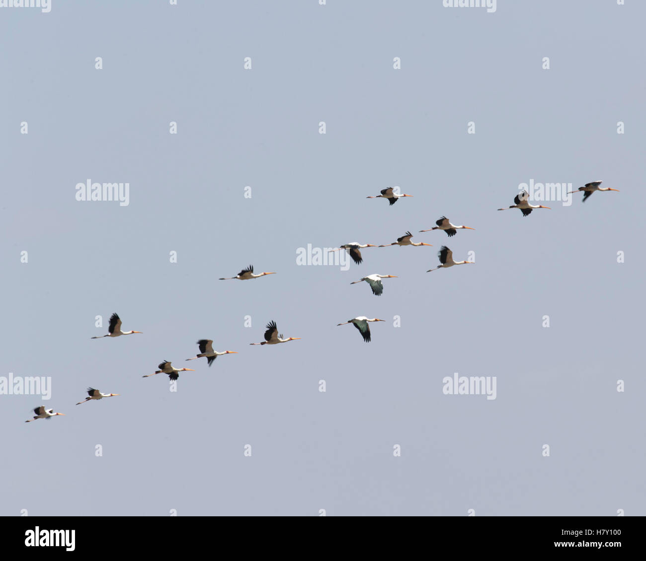 Gelb-billed Storch fliegt über Lake Manyara, Tansania Stockfoto