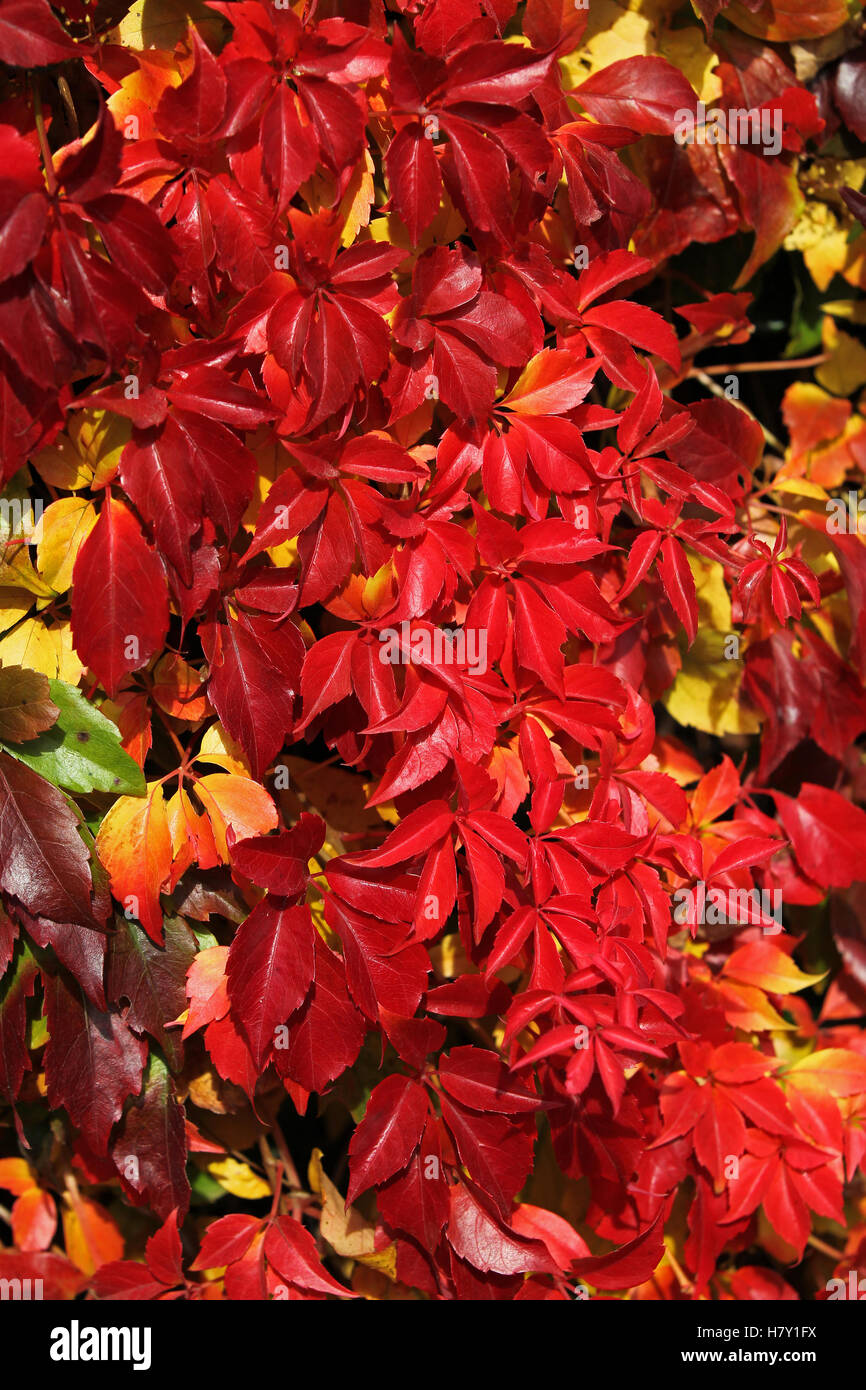 Herbstfärbung - wildem Wein Stockfoto