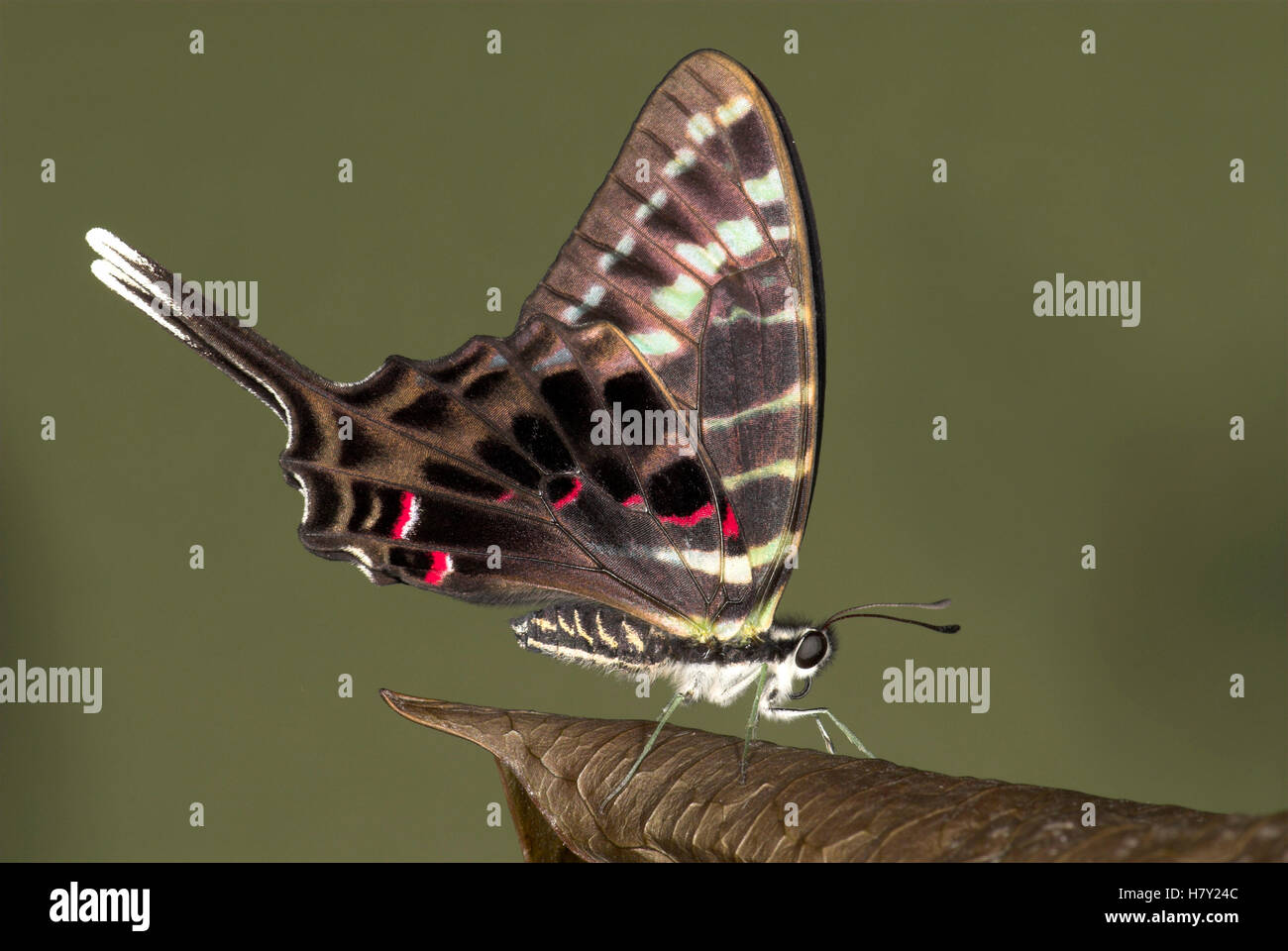 Schwarze Schwertträger Graphium Colonna Seitenansicht der Flügel Stockfoto