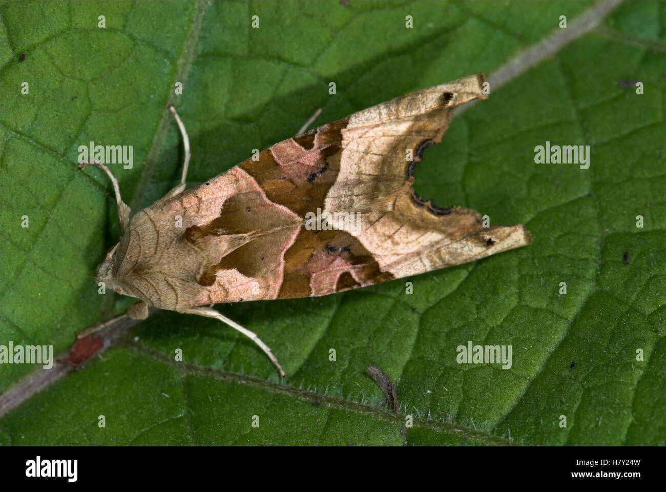 Winkel-Farbtöne Moth Phlogophora Meticulosa auf Blatt Stockfoto