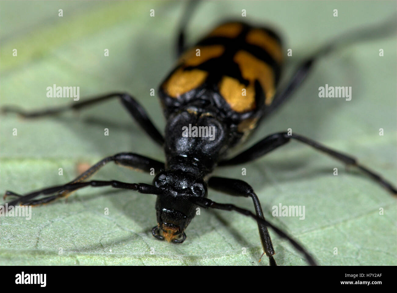 Käfer Strangalia Maculata auf Blatt schwarz und gelb Stockfoto