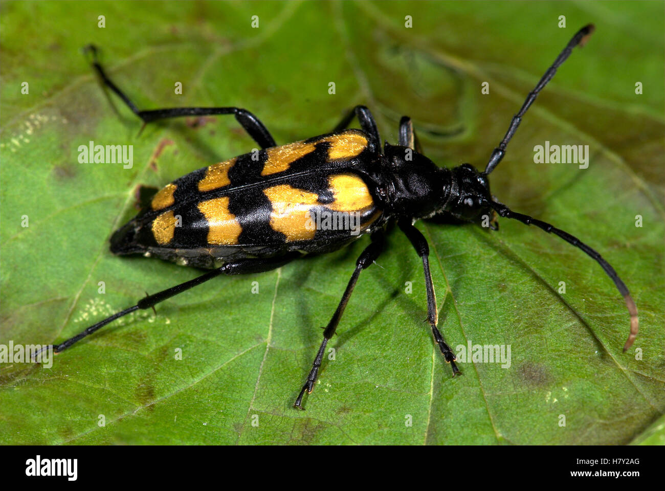Käfer Strangalia Maculata auf Blatt schwarz und gelb Stockfoto