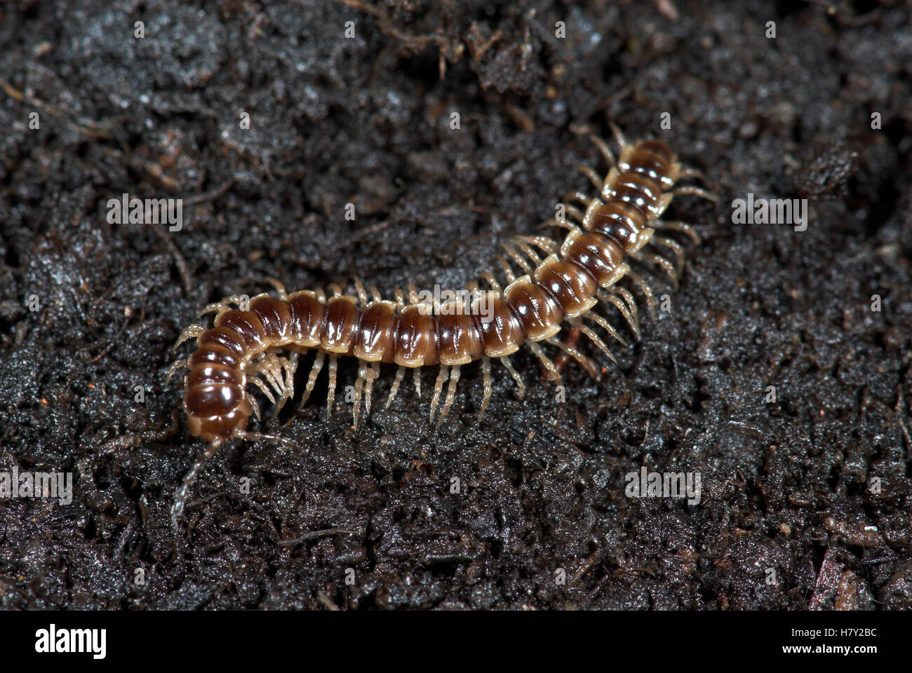 Flache unterstützt Tausendfüßler Polydesmus Angustus auf der Erde und  Stockfotografie - Alamy