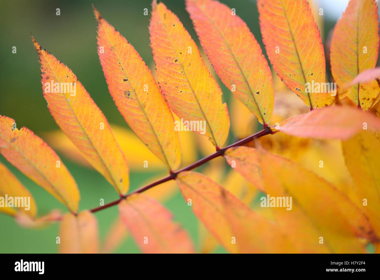 schöne amerikanische Eberesche Herbstlaub alle aufgereiht auf einer Niederlassung Jane Ann Butler Fotografie JABP1690 Stockfoto