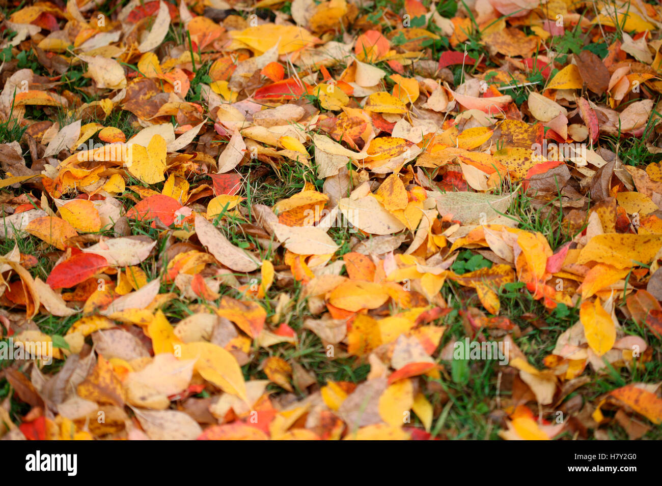 gefallene Herbstlaub verfallenden auf dem Boden - regenerieren Jane Ann Butler Fotografie JABP1689 Stockfoto